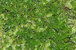 Attēlu rezultāti vaicājumam “Riccardia incurvata”