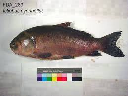 Image result for Ictiobus cyprinellus