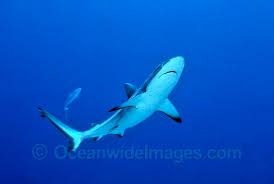 Image result for Carcharhinus amblyrhynchos