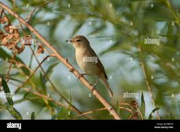 Attēlu rezultāti vaicājumam “Acrocephalus dumetorum”