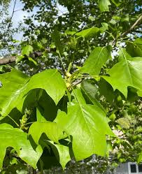 Attēlu rezultāti vaicājumam “Liriodendron tulipifera leaf”