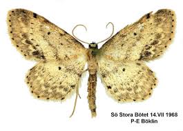 Attēlu rezultāti vaicājumam “Idaea dimidiata”