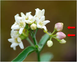Attēlu rezultāti vaicājumam “Vincetoxicum hirundinaria fruit”