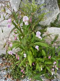 Image result for Impatiens glandulifera