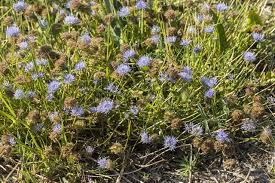 Attēlu rezultāti vaicājumam “Jasione montana leaf”