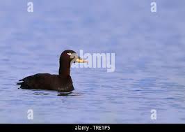 Attēlu rezultāti vaicājumam “Melanitta fusca male”