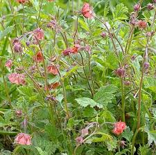 Attēlu rezultāti vaicājumam “Galium rivale leaf”