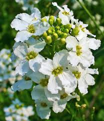 Attēlu rezultāti vaicājumam “Armoracia rusticana leaf”