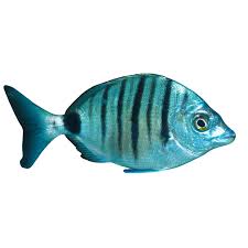 Image result for Diplodus puntazzo