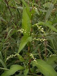 Attēlu rezultāti vaicājumam “Persicaria hydropiper”