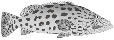 Image result for Epinephelus tukula