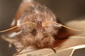 Attēlu rezultāti vaicājumam “Eriogaster lanestris”