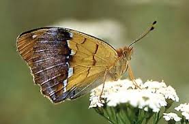 Attēlu rezultāti vaicājumam “Argynnis laodice female”
