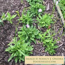 Attēlu rezultāti vaicājumam “Campanula patula”
