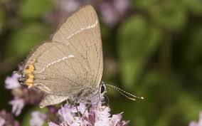 Attēlu rezultāti vaicājumam “Satyrium w-album underside”