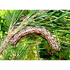 Attēlu rezultāti vaicājumam “Sphinx pinastri larva”