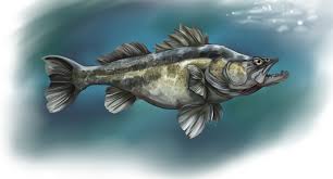 Image result for Sander lucioperca