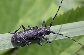 Attēlu rezultāti vaicājumam “Monochamus sutor”