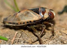 Attēlu rezultāti vaicājumam “Notonecta glauca”