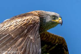 Image result for Milvus milvus