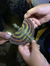 Image result for TRIANGLE CHANGQUAN FLYING DRAGON