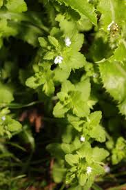 Attēlu rezultāti vaicājumam “Veronica agrestis leaf”