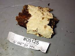 Attēlu rezultāti vaicājumam “Postia undosa”