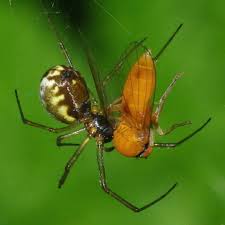 Attēlu rezultāti vaicājumam “Agathomyia wankowiczii”