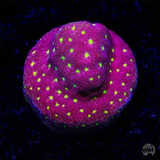 Attēlu rezultāti vaicājumam “Dianema depressum macro”