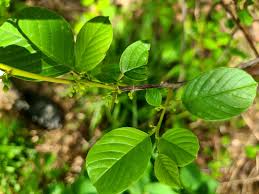 Attēlu rezultāti vaicājumam “Frangula alnus leaf”