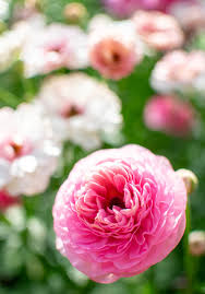 Attēlu rezultāti vaicājumam “Ranunculus brunnescens”