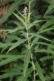 Attēlu rezultāti vaicājumam “Epilobium angustifolium bud”