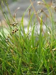 Attēlu rezultāti vaicājumam “Carex capillaris”