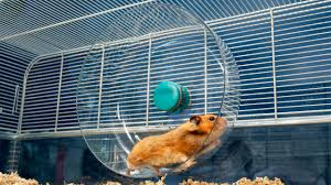 Afbeeldingsresultaat voor hamsters