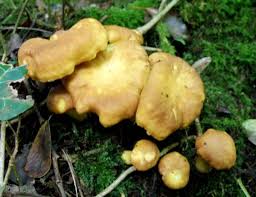 Attēlu rezultāti vaicājumam “Cantharellus cibarius”