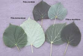 Attēlu rezultāti vaicājumam “Tilia x moltkei leaf”