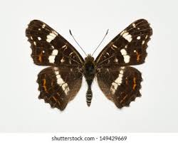 Attēlu rezultāti vaicājumam “Araschnia levana”