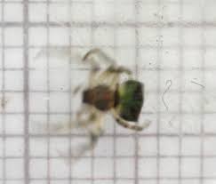 Attēlu rezultāti vaicājumam “Gibbaranea gibbosa”