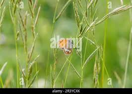 Attēlu rezultāti vaicājumam “Coenonympha arcania underside”