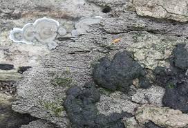 Attēlu rezultāti vaicājumam “Kretzschmaria deusta”