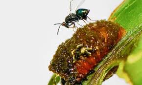 Attēlu rezultāti vaicājumam “Heterotrichia insignis (syn. Arcyria insignis) macro”