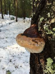 Attēlu rezultāti vaicājumam “Phellinus pini”