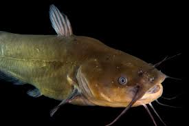 Image result for Ameiurus melas