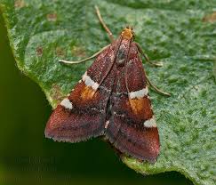 Attēlu rezultāti vaicājumam “Pyralis regalis”