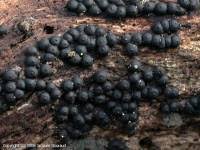 Attēlu rezultāti vaicājumam “Ruzenia spermoides”