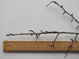 Attēlu rezultāti vaicājumam “Crataegus monogyna”