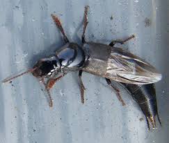 Attēlu rezultāti vaicājumam “Quedius dilatatus”