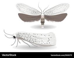 Attēlu rezultāti vaicājumam “Yponomeuta evonymella”