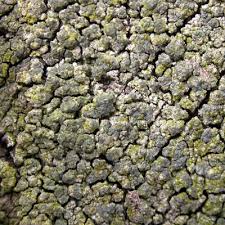 Attēlu rezultāti vaicājumam “Trapeliopsis flexuosa”