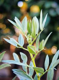 Attēlu rezultāti vaicājumam “Vicia faba leaf”